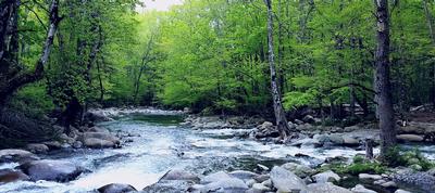 wooded river